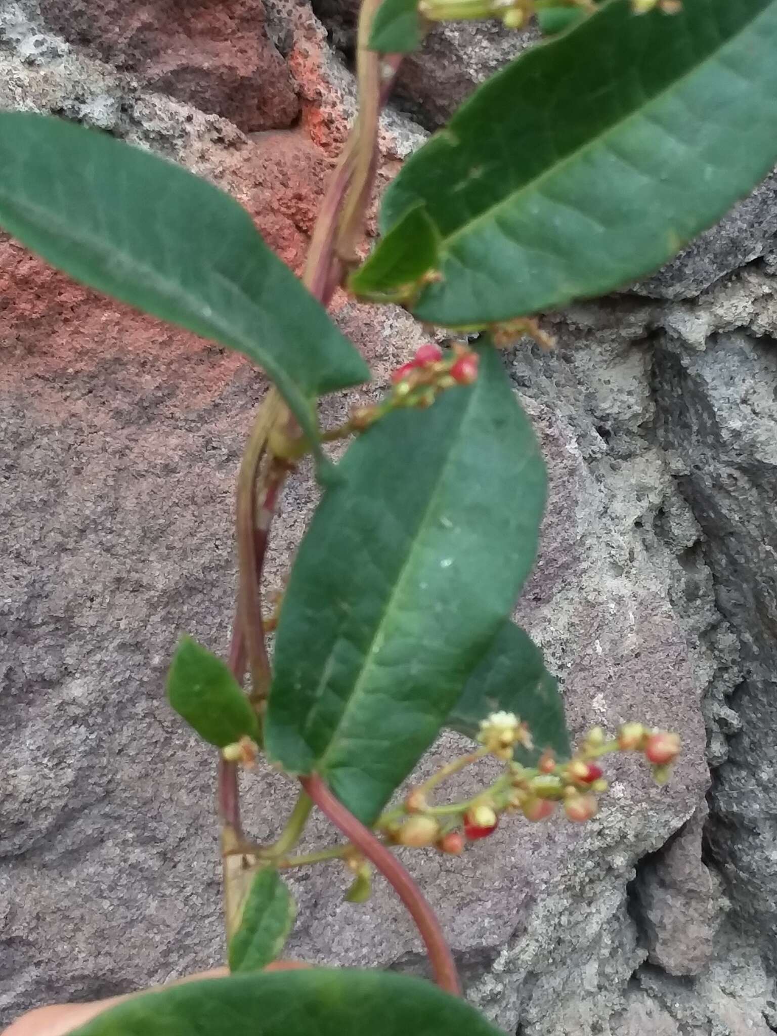 Image de Muehlenbeckia tamnifolia (Kunth) Meisn.