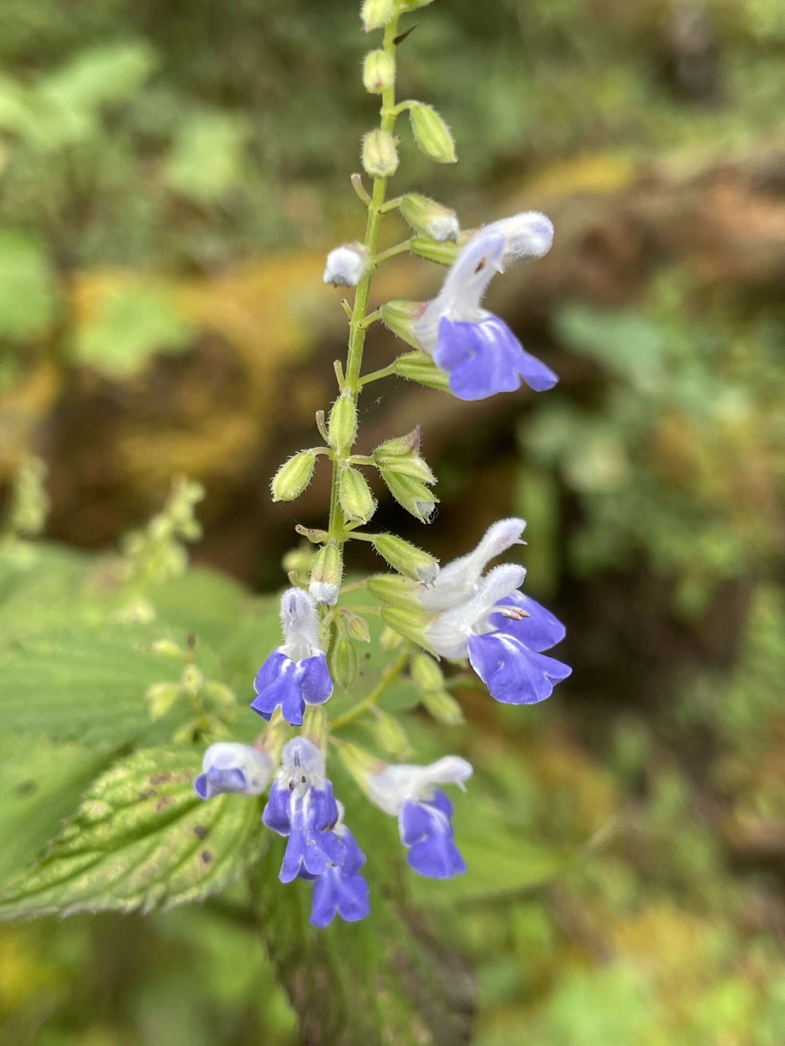 Imagem de Salvia plurispicata Epling