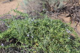 Image of Antirrhinum wislizenii (Engelm. ex A. Gray) Tidestr.