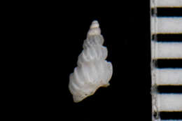 Image of Epitonium sawinae (Dall 1903)