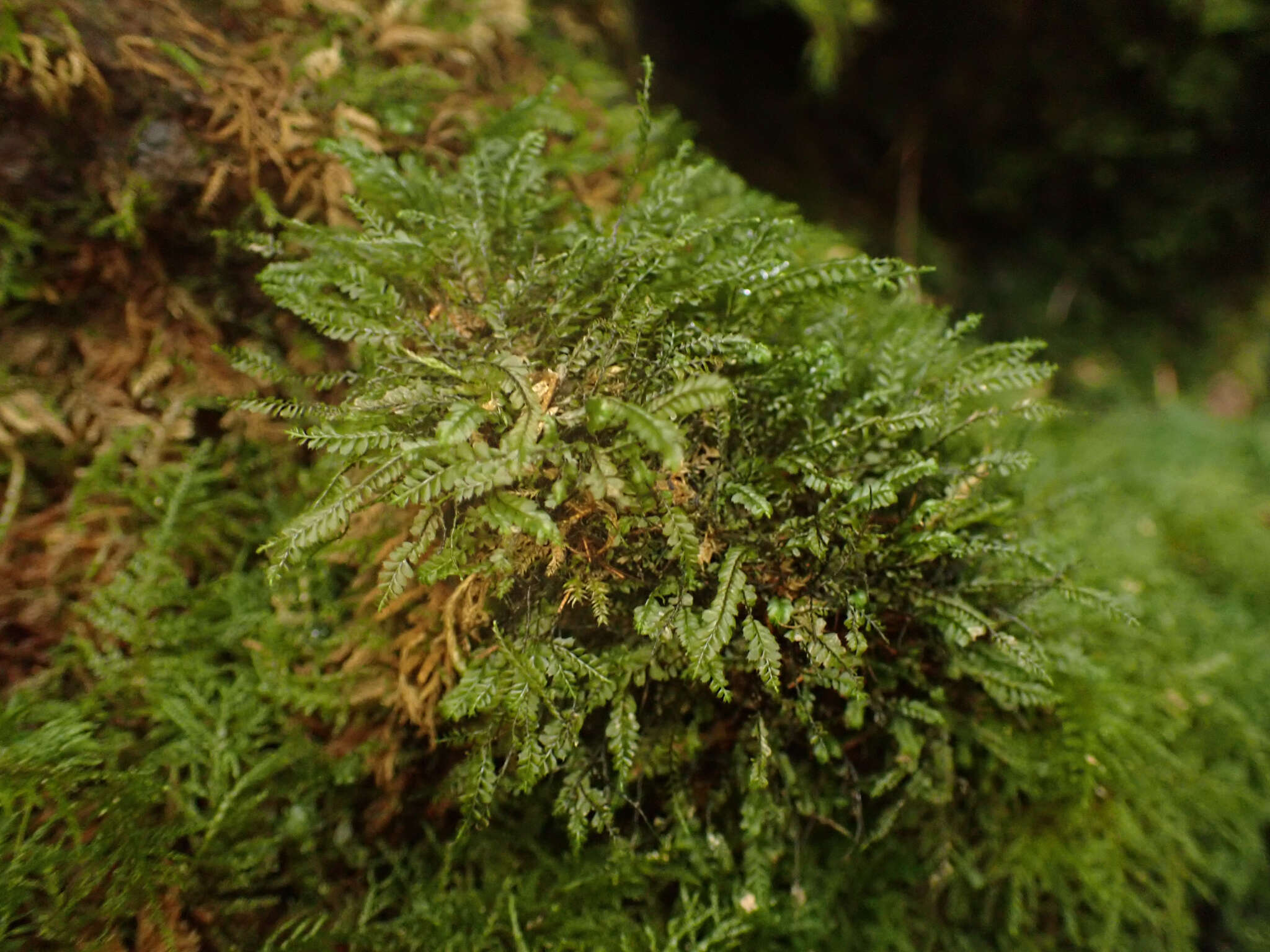 Image of Plagiochila gracilis Lindenb. & Gottsche