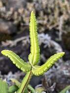 Doryopteris triphylla (Lam.) Christ的圖片