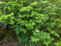 Image of scrabrous black sedge