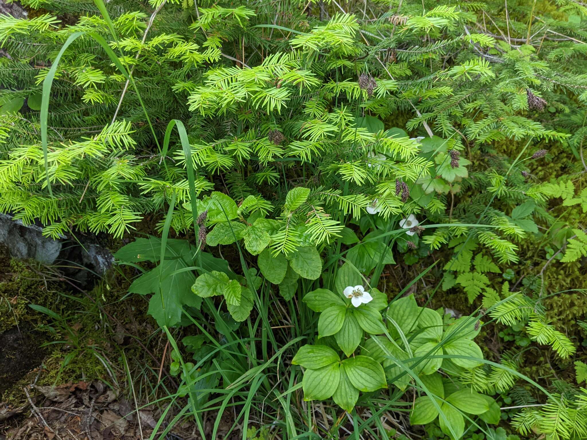 Image of scrabrous black sedge