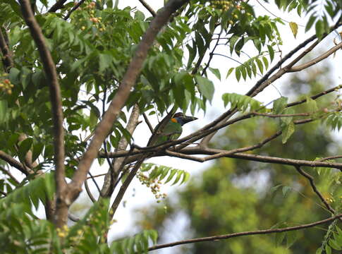 Image of Red-crowned Barbet