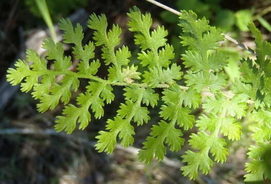 Imagem de Anemia caffrorum (L.) Christenh.