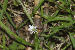 Image of Arthropodium candidum Raoul