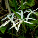 Image de Crinum amoenum Ker Gawl. ex Roxb.