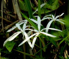 Image de Crinum amoenum Ker Gawl. ex Roxb.