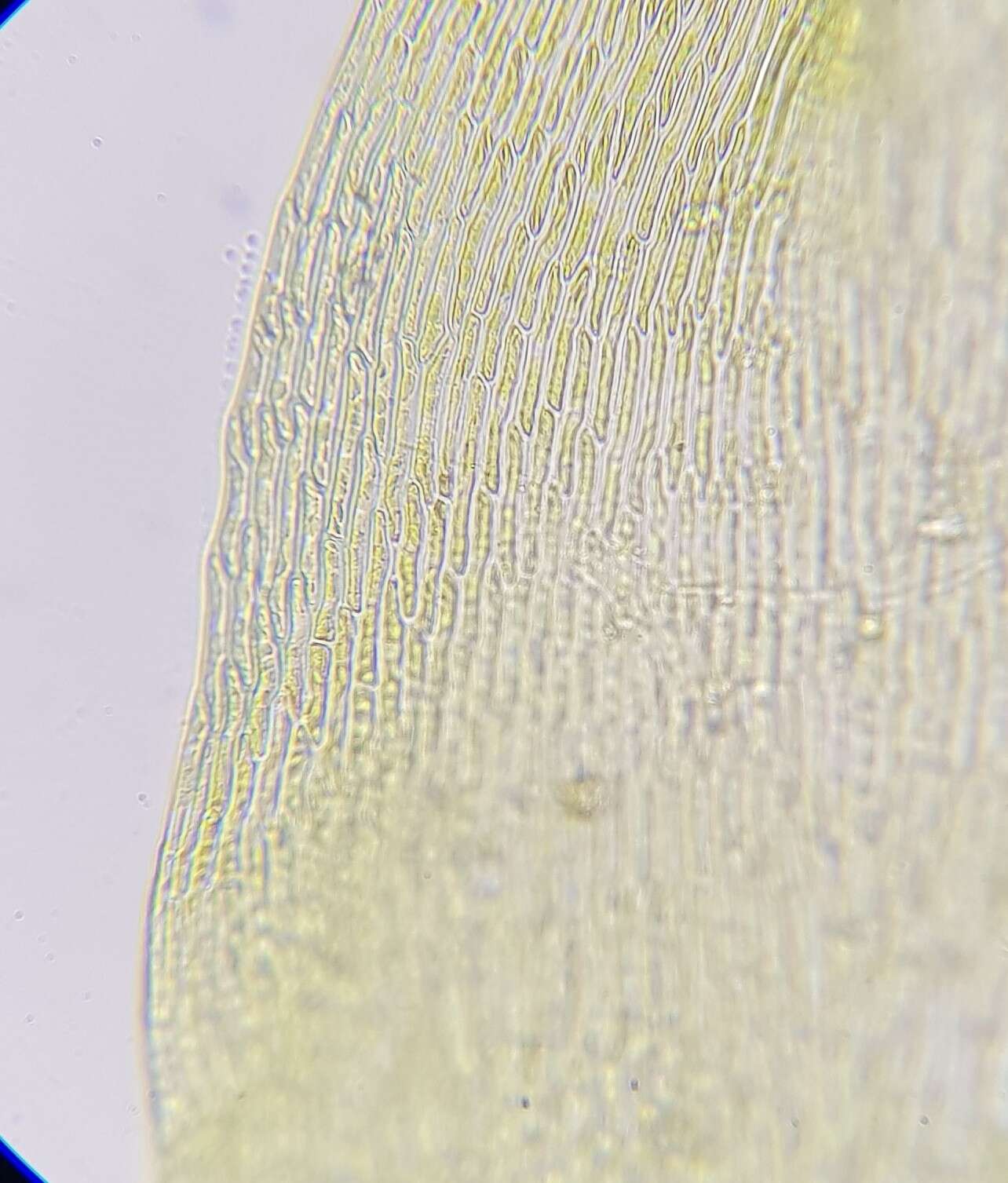 Слика од <i>Campylium protensum</i>