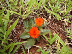 Image of Gomphrena arborescens L. fil.