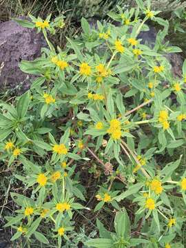 Image of clustered yellowtops