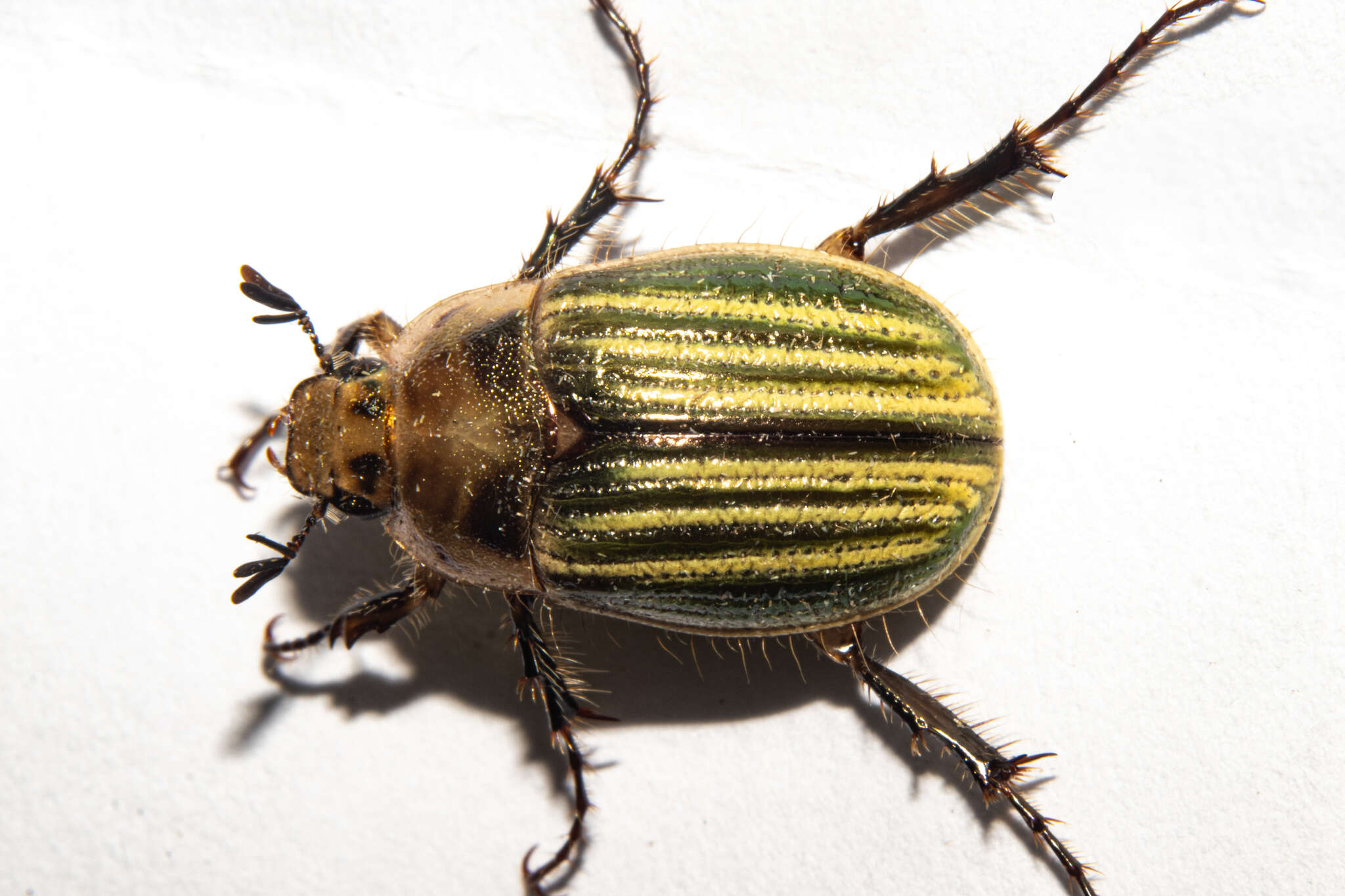 Image of Stethaspis pulchra (Broun 1895)