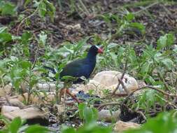 Image of Allen's Gallinule