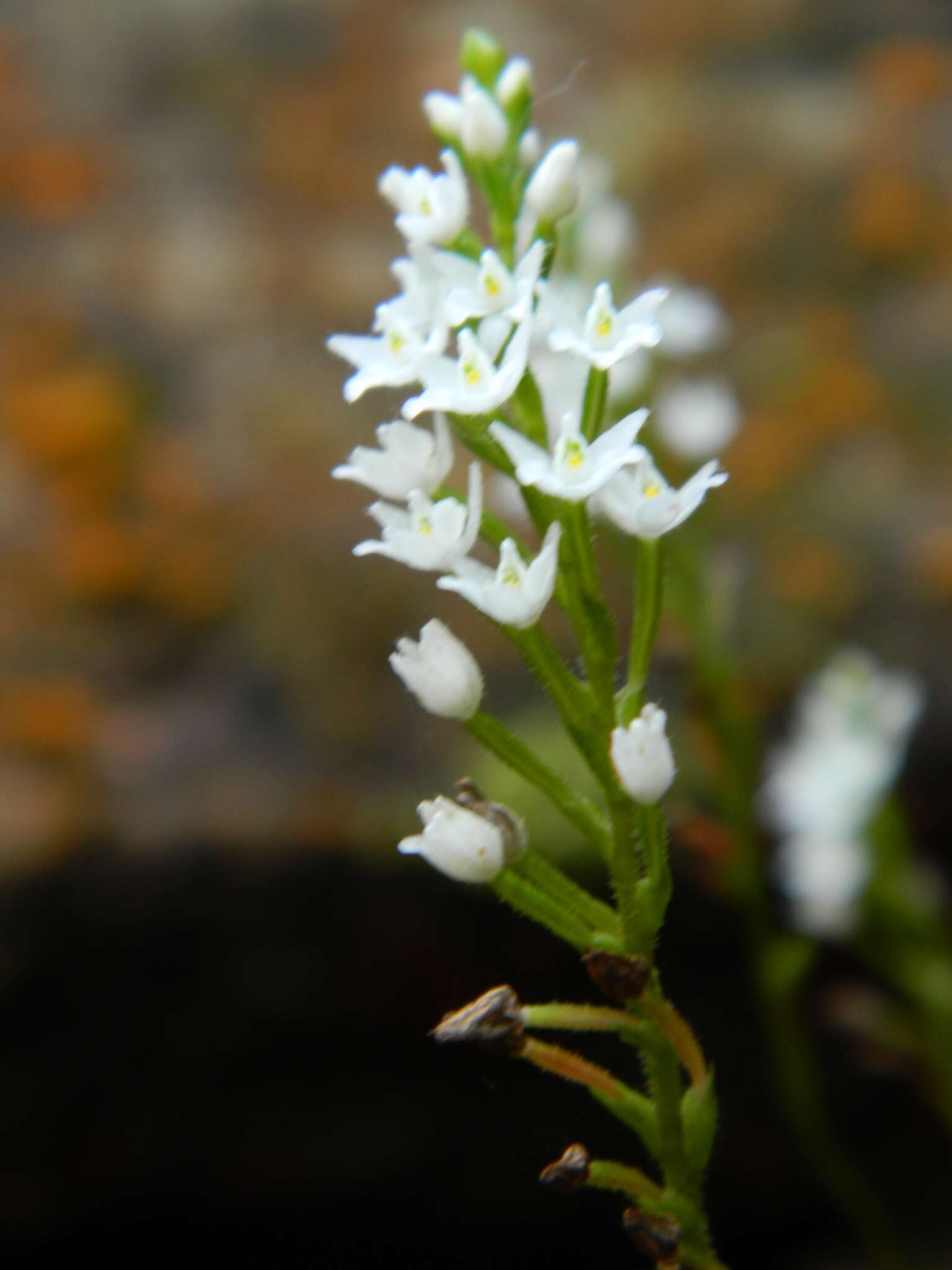 Image of narrow helmet orchid