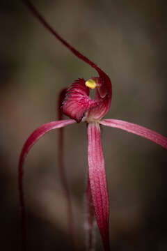 Imagem de Caladenia dundasiae Hopper & A. P. Br.