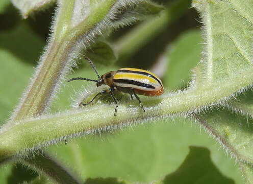 Image of Three-lined Potato Beetle