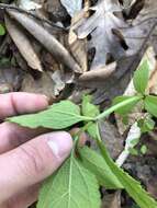 Image of Carolina joe pye weed