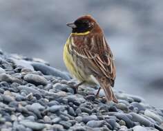 Image of Yellow-breasted Bunting