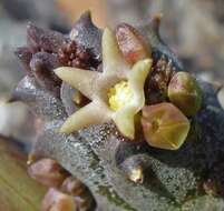 Image de Ceropegia incarnata subsp. hottentotorum (N. E. Br.) Bruyns