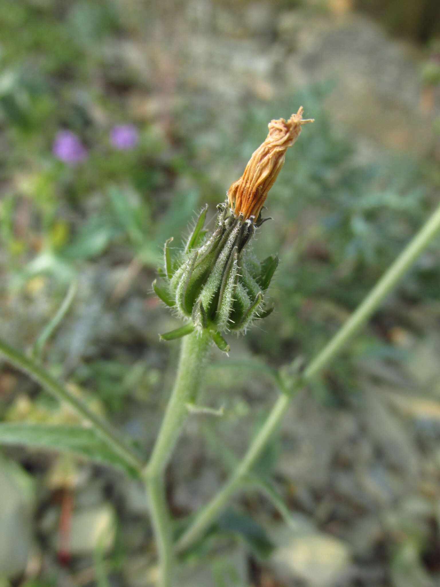 Image of smallflower oxtongue