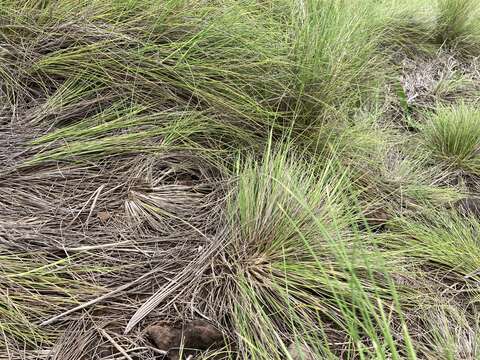 Слика од Festuca petraea Guthnick ex Seub.