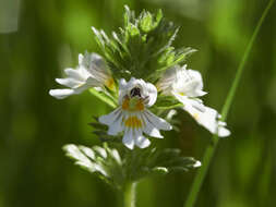 Imagem de Euphrasia officinalis L.