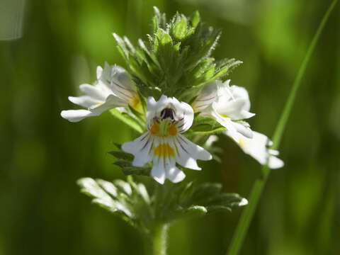 Image of Euphrasia officinalis L.