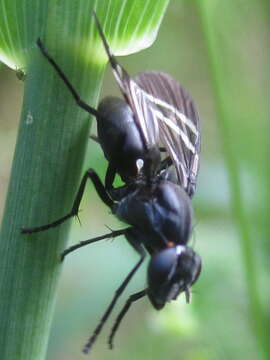 Image of Black Onion Fly