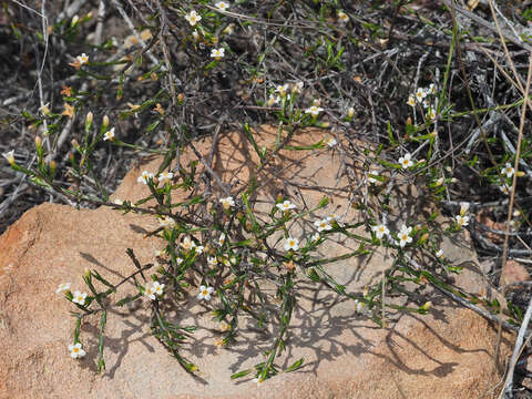 Image of Lachnaea filicaulis (Meissn.) J. B. P Beyers