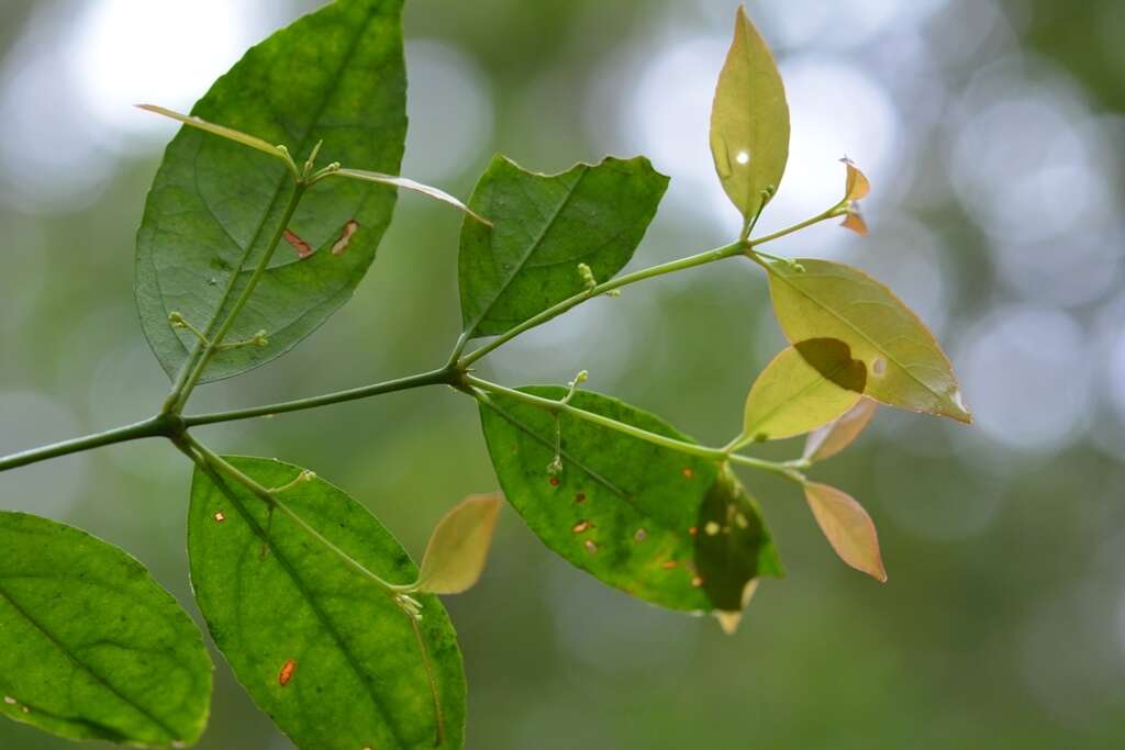 Plancia ëd Crossopetalum parviflorum (Hemsl.) Lundell