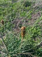 Image of yellow asphodel