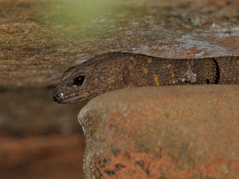 Image of Tropidophorus latiscutatus Hikida, Orlov, Nabhitabhata & Ota 2002