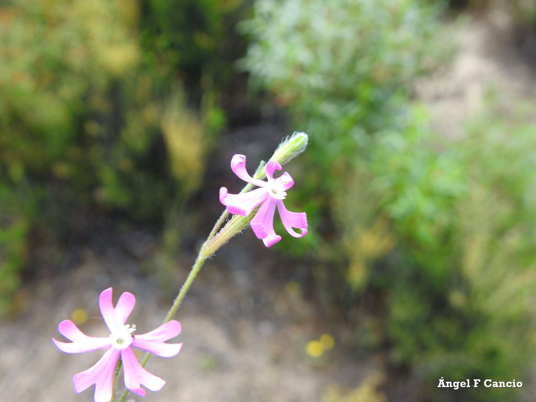 صورة Silene scabriflora Brot.