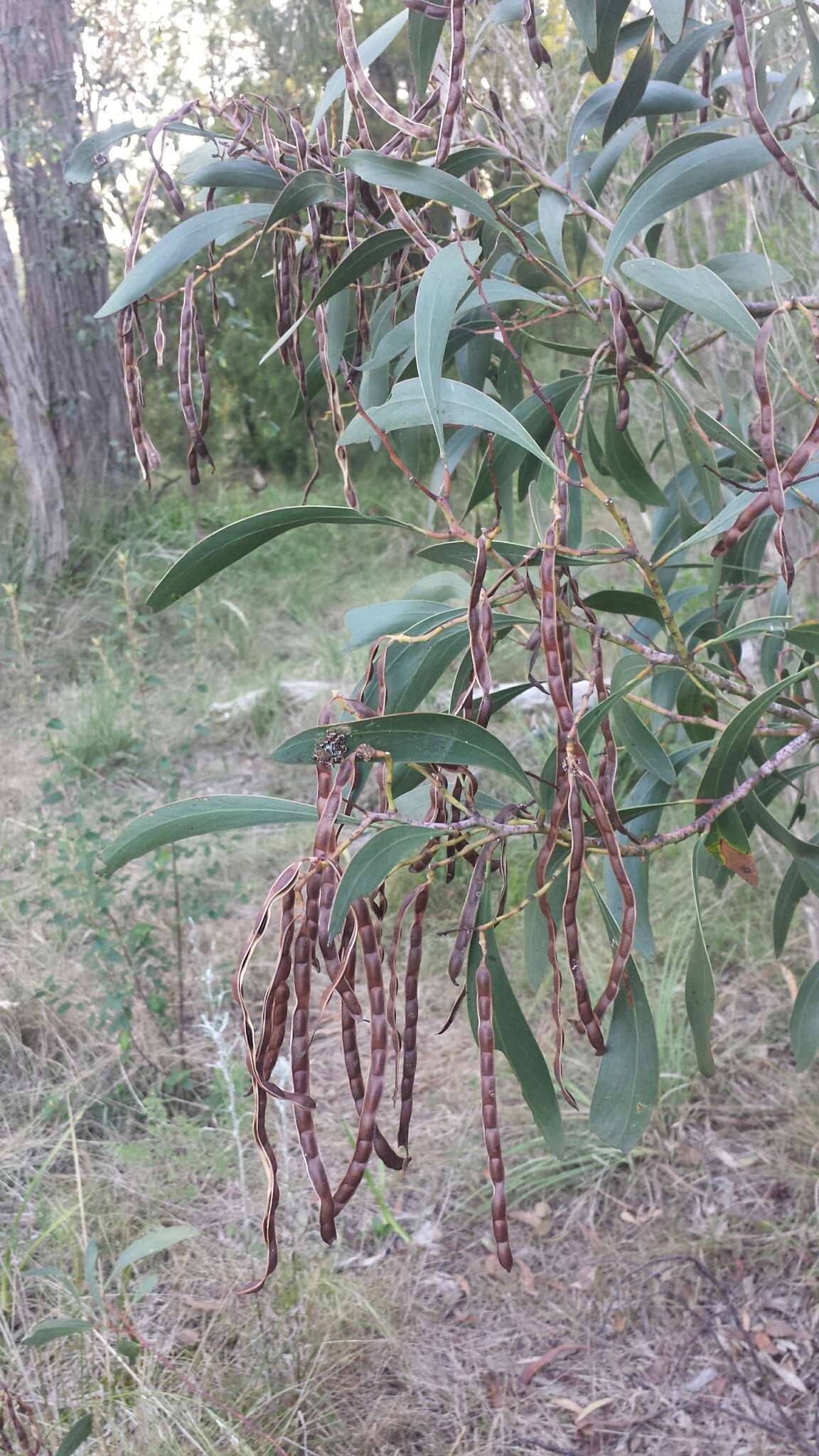 Sivun Acacia pycnantha Benth. kuva