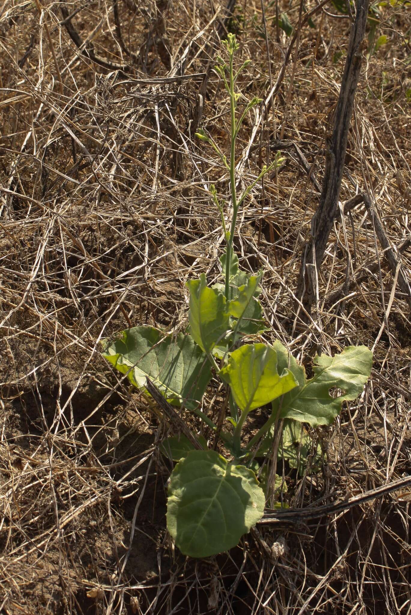 Nicotiana paniculata L. resmi