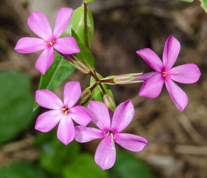 Imagem de Phlox glaberrima L.