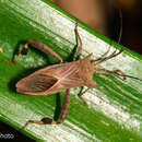 Image of Trematocoris pardalipes Walker & F. 1871