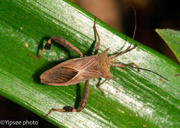 Image of Trematocoris pardalipes Walker & F. 1871