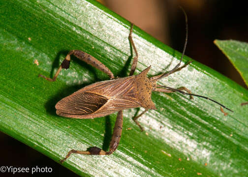 Image of Trematocoris