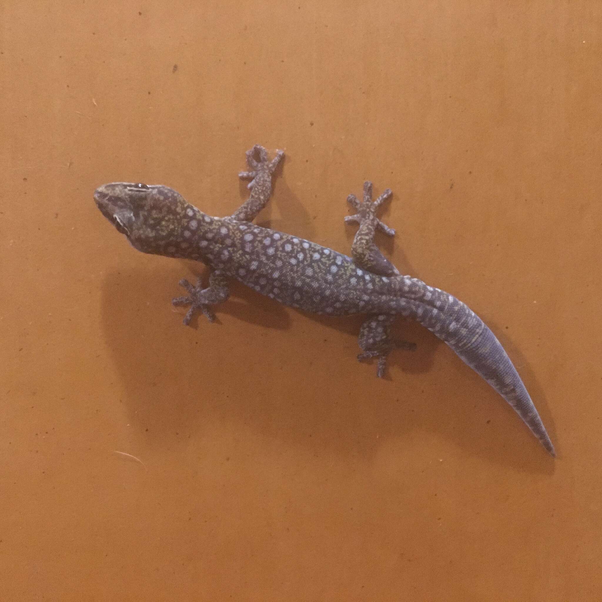 Image of Southern Spotted Velvet Gecko