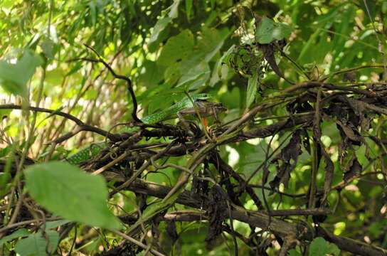 Image of Western Green Snake