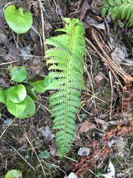 Imagem de Polystichum aculeatum (L.) Roth