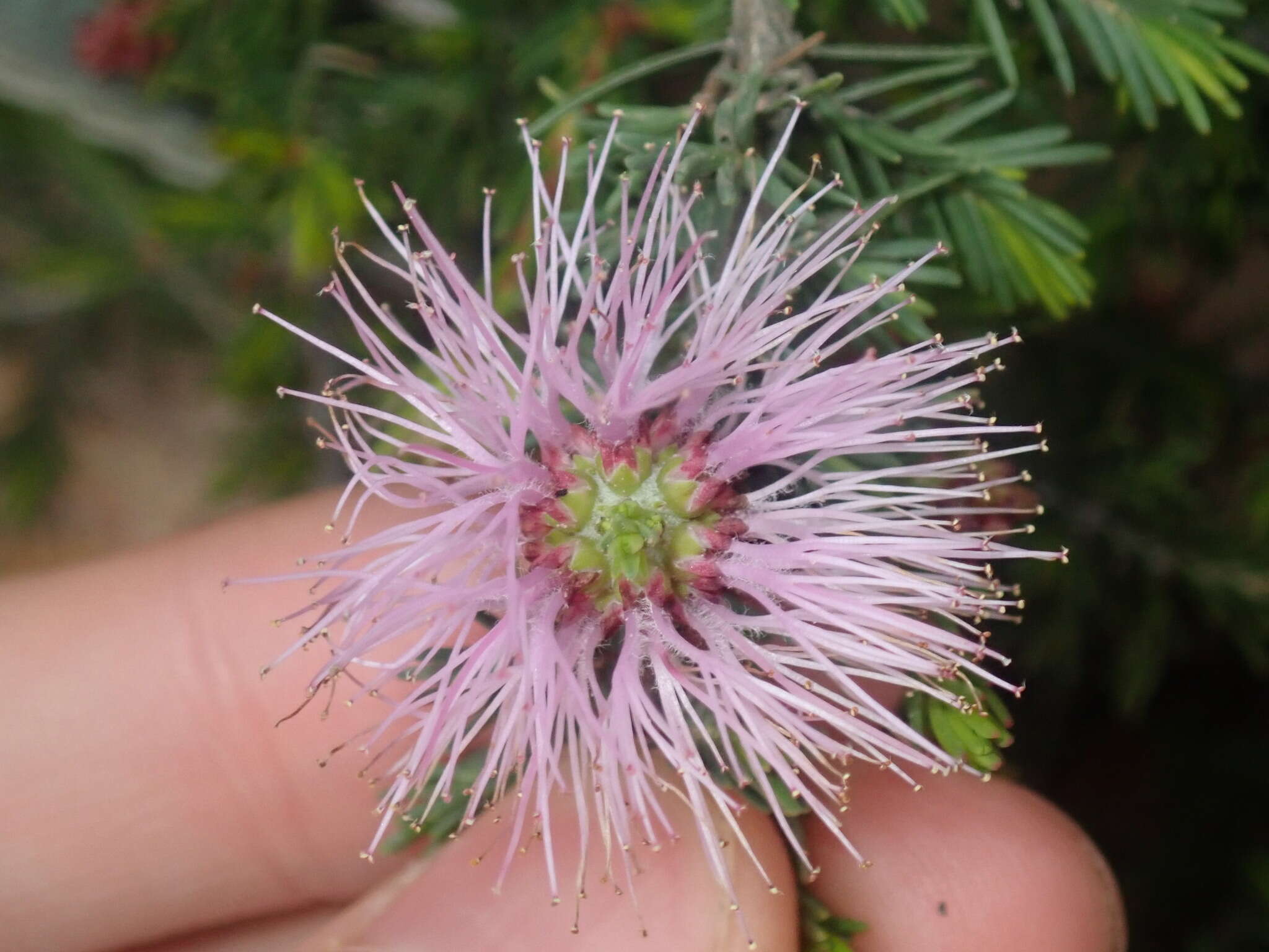 Image of Melaleuca jonesii Craven & R. D. Edwards