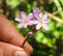 Image of Tulbaghia maritima Vosa