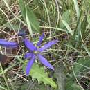 Image of small camas