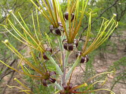 Plancia ëd Agave brunnea S. Watson