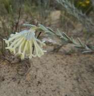 صورة Pimelea octophylla R. Br.