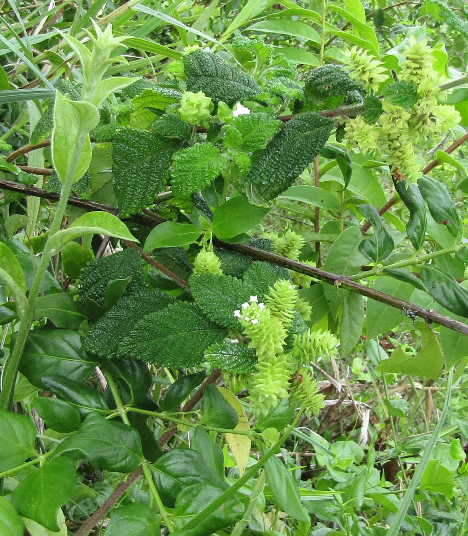 Image of Lantana radula Sw.