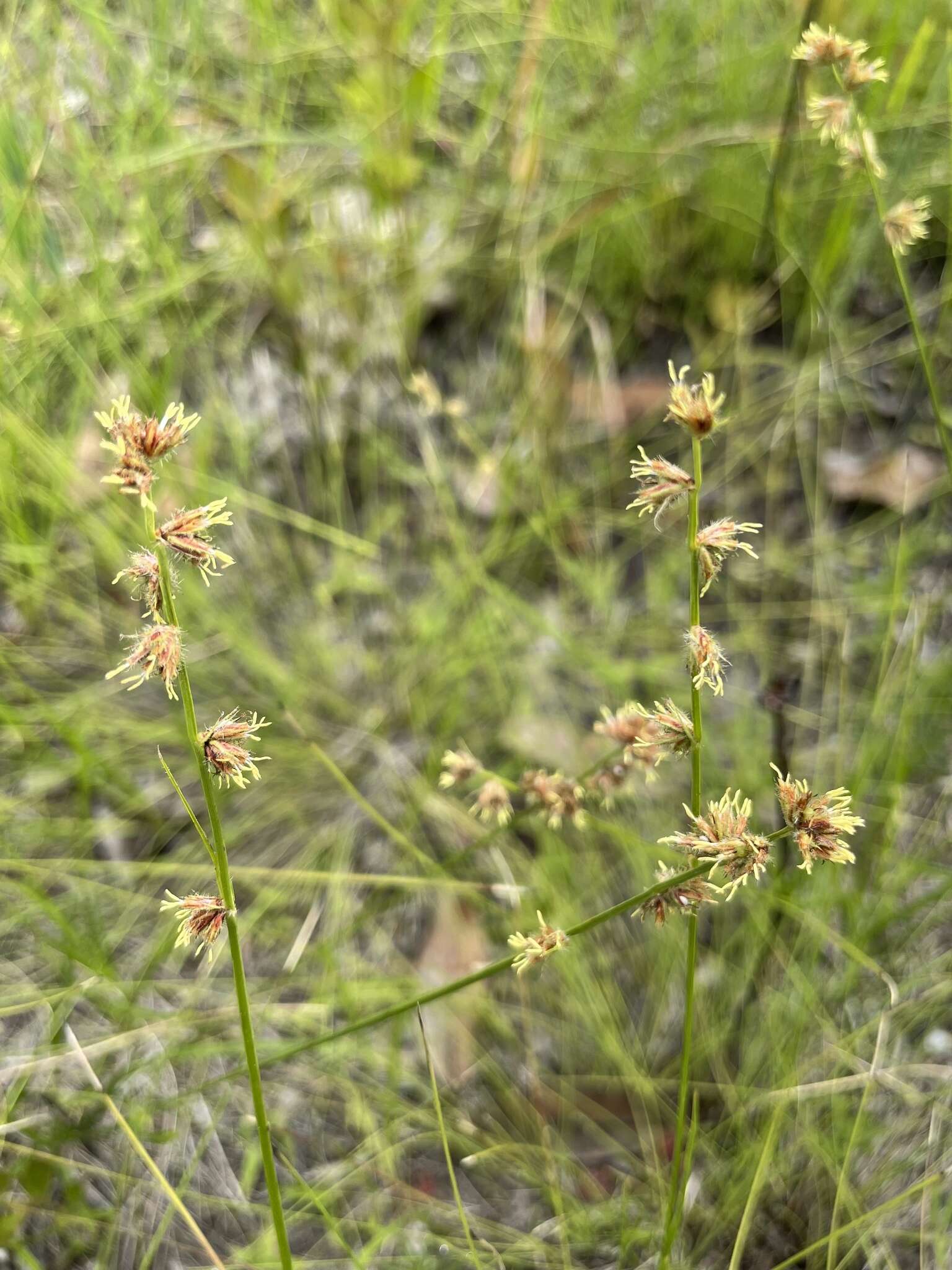 Image of River-Swamp Nut-Rush